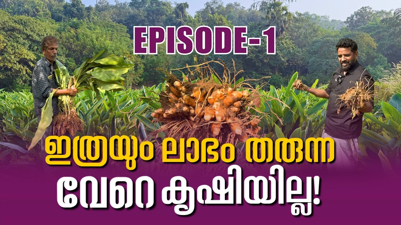 ഇത്രയും ലാഭം തരുന്ന വേറെ കൃഷിയില്ല! കർഷകന്റെ 20+ വർഷത്തെ അനുഭവം