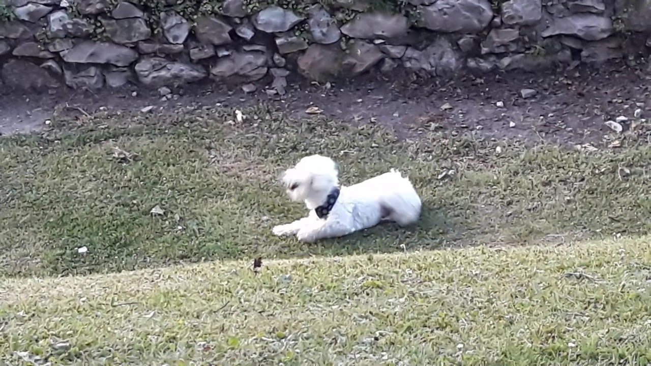Shiro en la llerba.