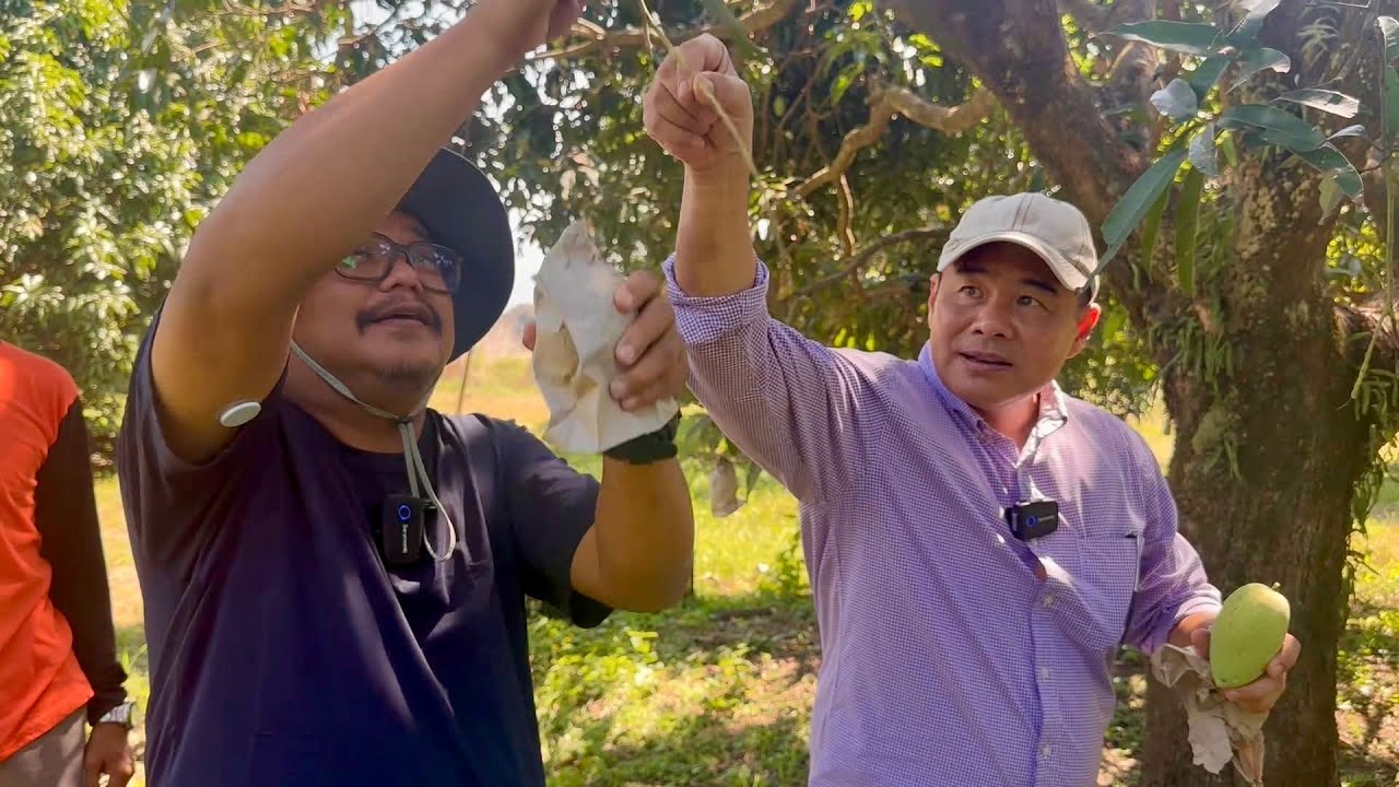 Pinaka Mahal at Premium Philippine Mango - May Secret Harvesting Techniques pala!