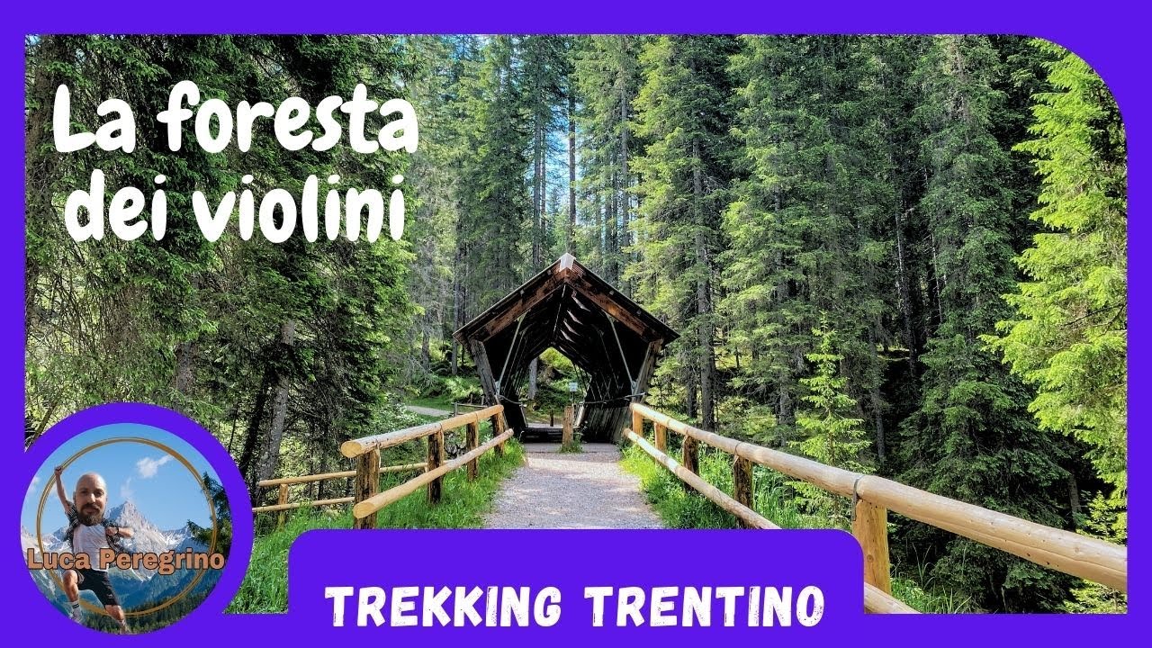 Trekking nella foresta dei violini di Paneveggio, Trentino