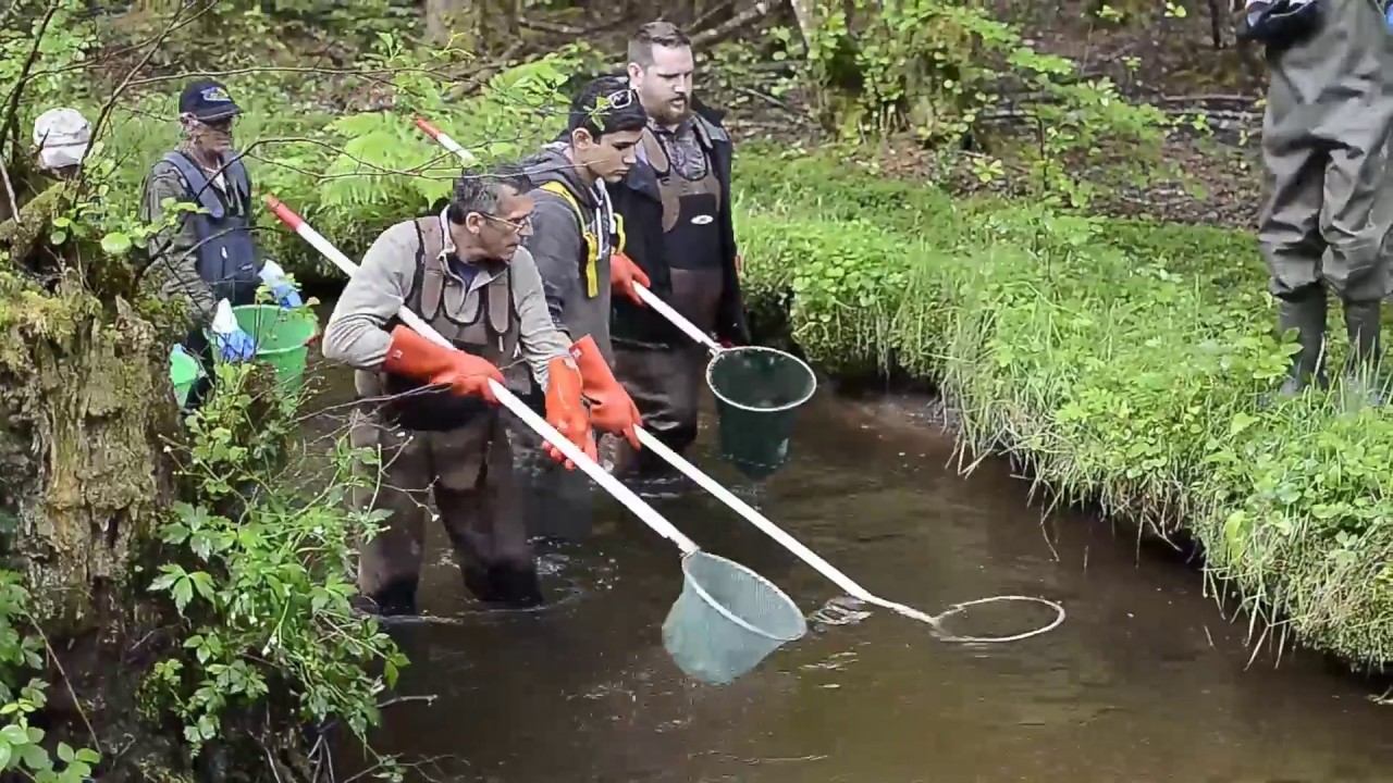 Les bac pro Faune Aquatique restaurent le ruisseau des Farges.