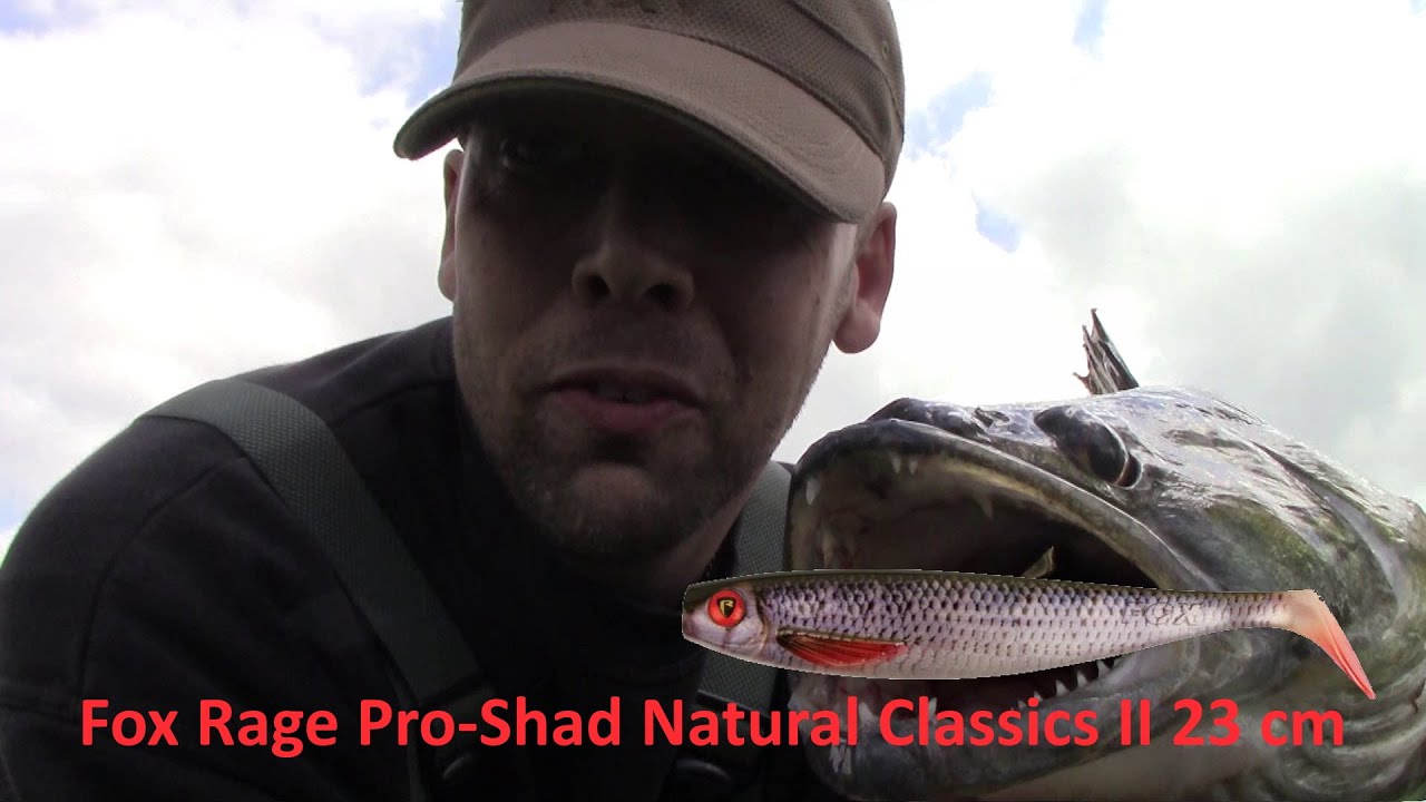 Snoekbaars gevangen op een Fox Rage pro shad 23cm aanbeet  in de oppervlakte zowat (Gopro)