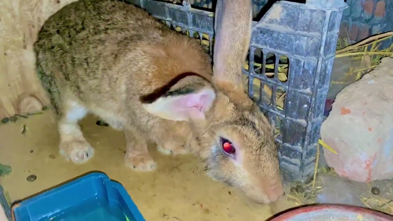 Rabbit k bachy baghny laghy🥰🐇🐇