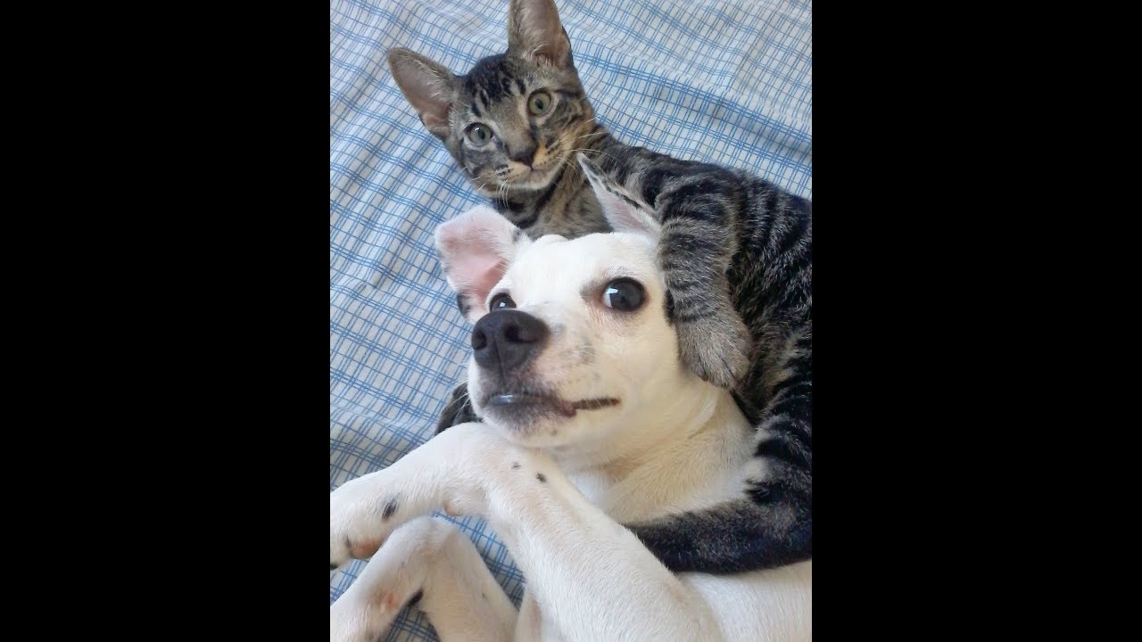 Patê de frango caseiro pet para Cães e gatos