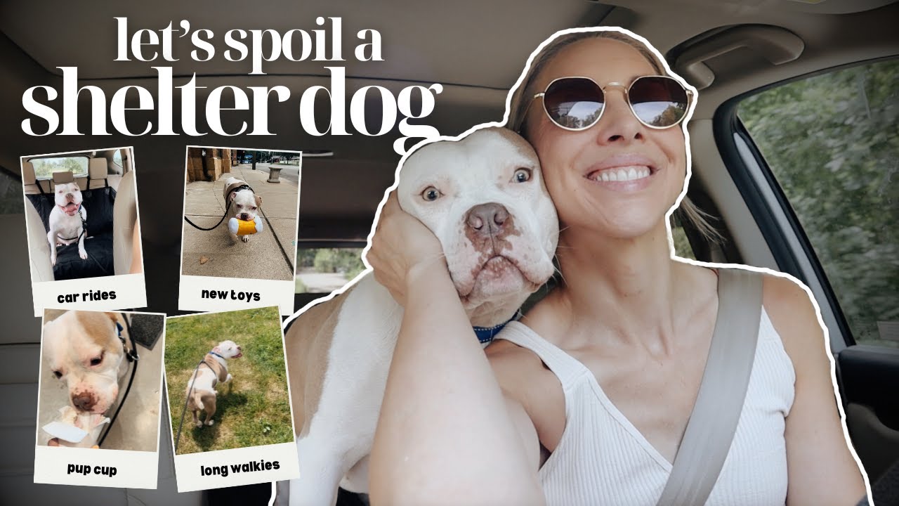 spoil a shelter dog for the day | DOGGIE DAY OUT with a shelter dog