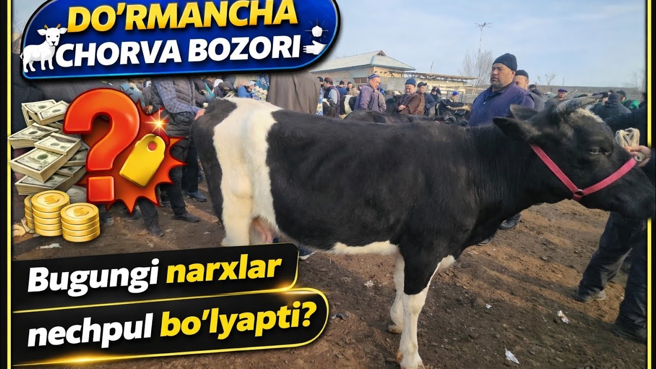 DO'RMANCHA CHORVA BOZORI NARXLARI. HAMMASIDAN BOR. 