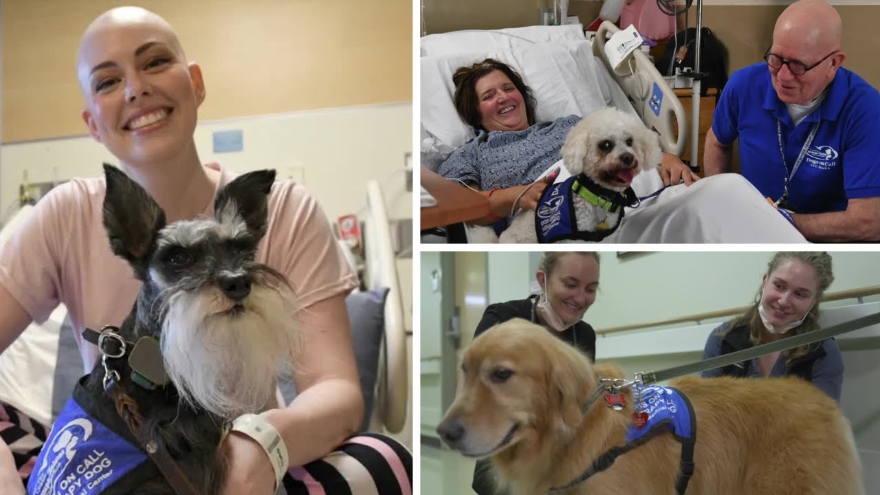 Research finds VCU Health therapy dogs reduce loneliness in patients