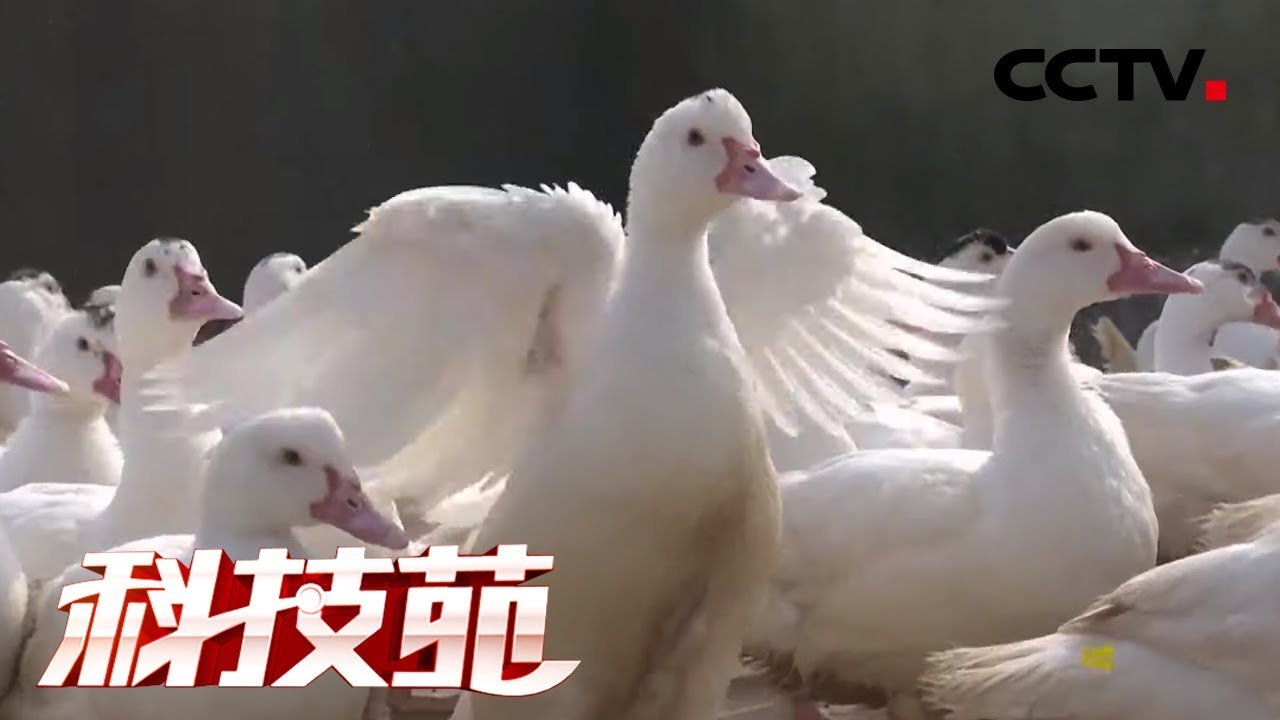 《科技苑》乡村治污记 养鱼鸭 零排放 20190530 | CCTV农业