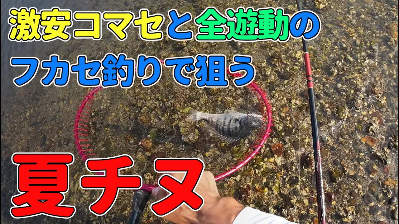 激安コマセと全遊動のフカセ釣りで狙う夏チヌ（チヌ釣り）