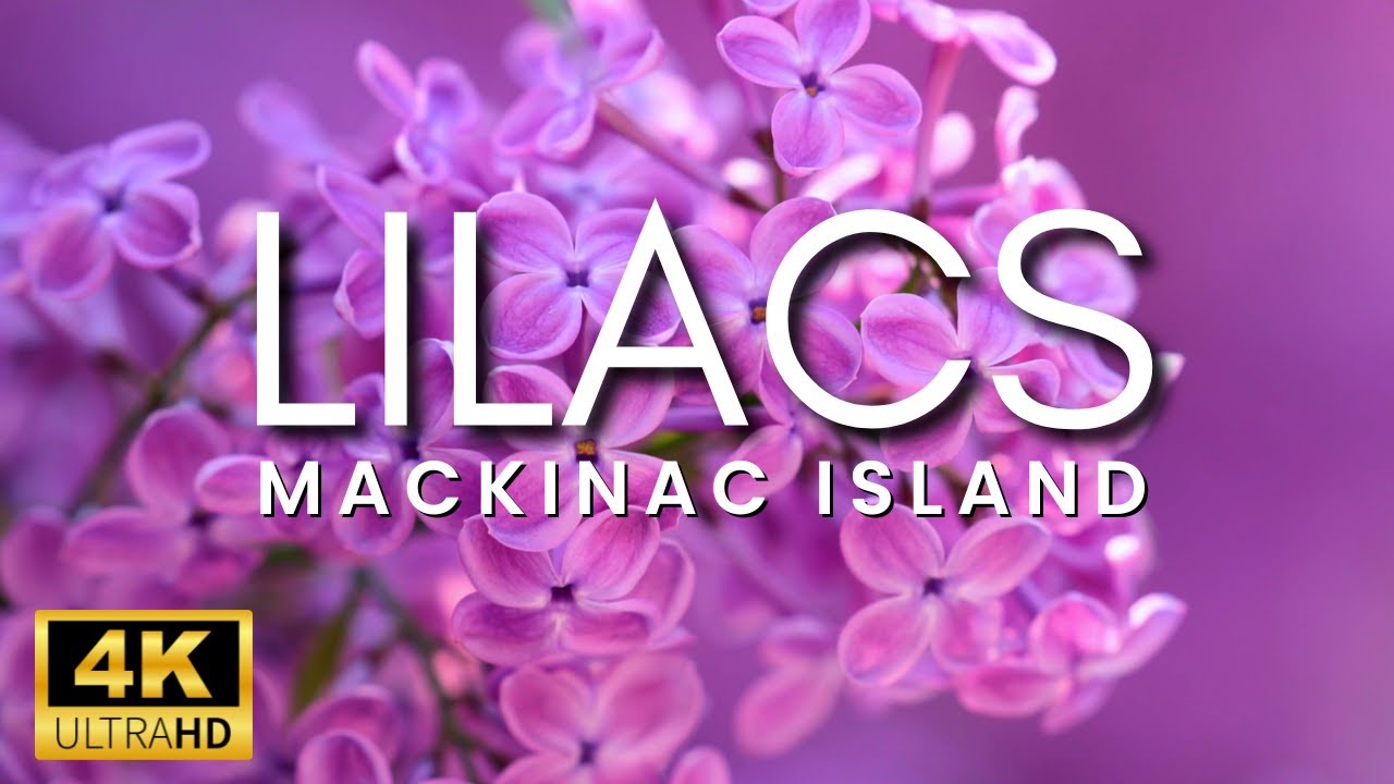 AMAZING Mackinac Island Lilacs Tour | 4k nature birds flowers