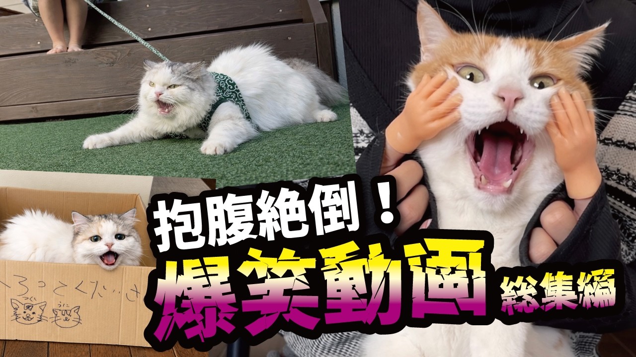 関西弁で会話する猫たちの爆笑動画がこちら！！【総集編】