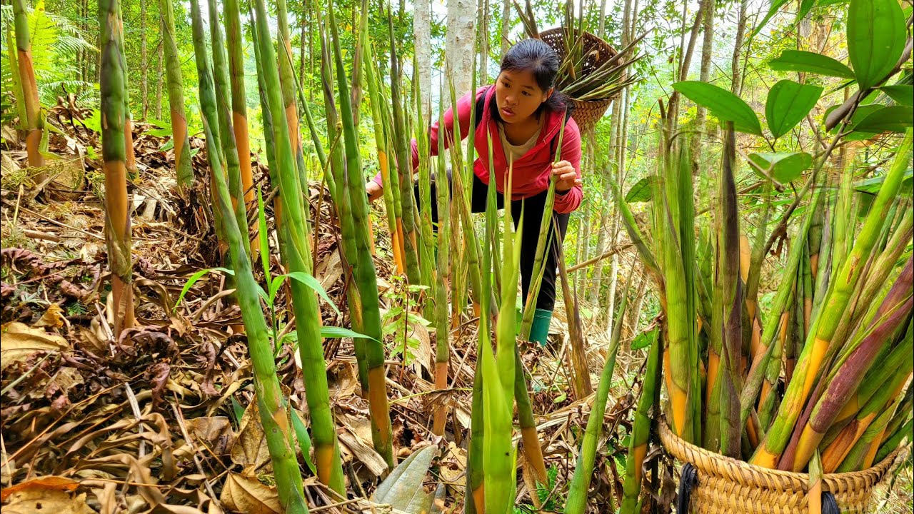 A lucky day in the forest harvesting and how to preserve bamboo shoots by a single mother.