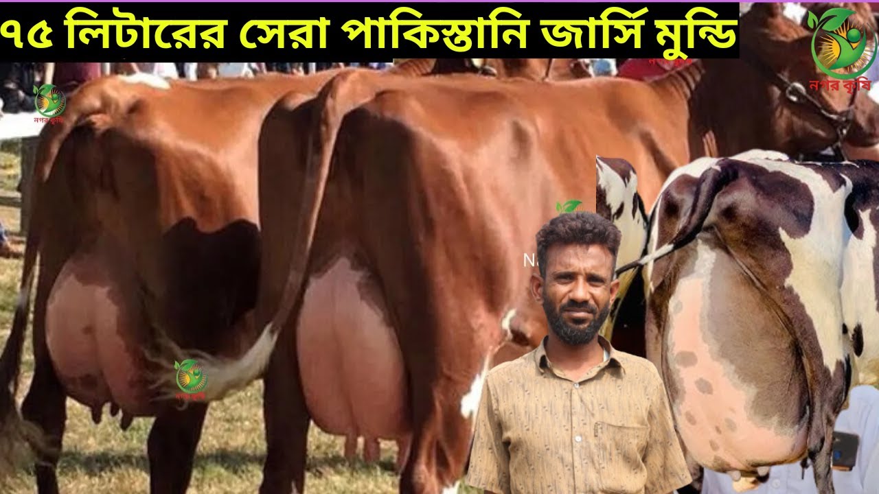 হারুন ভাইয়ের জীবনের সেরা পাকিস্তানি গাভীতে ৭৫ লিটার দুধের গ্যারান্টি !ইন্ডিয়ান জার্সি ও মুন্ডি