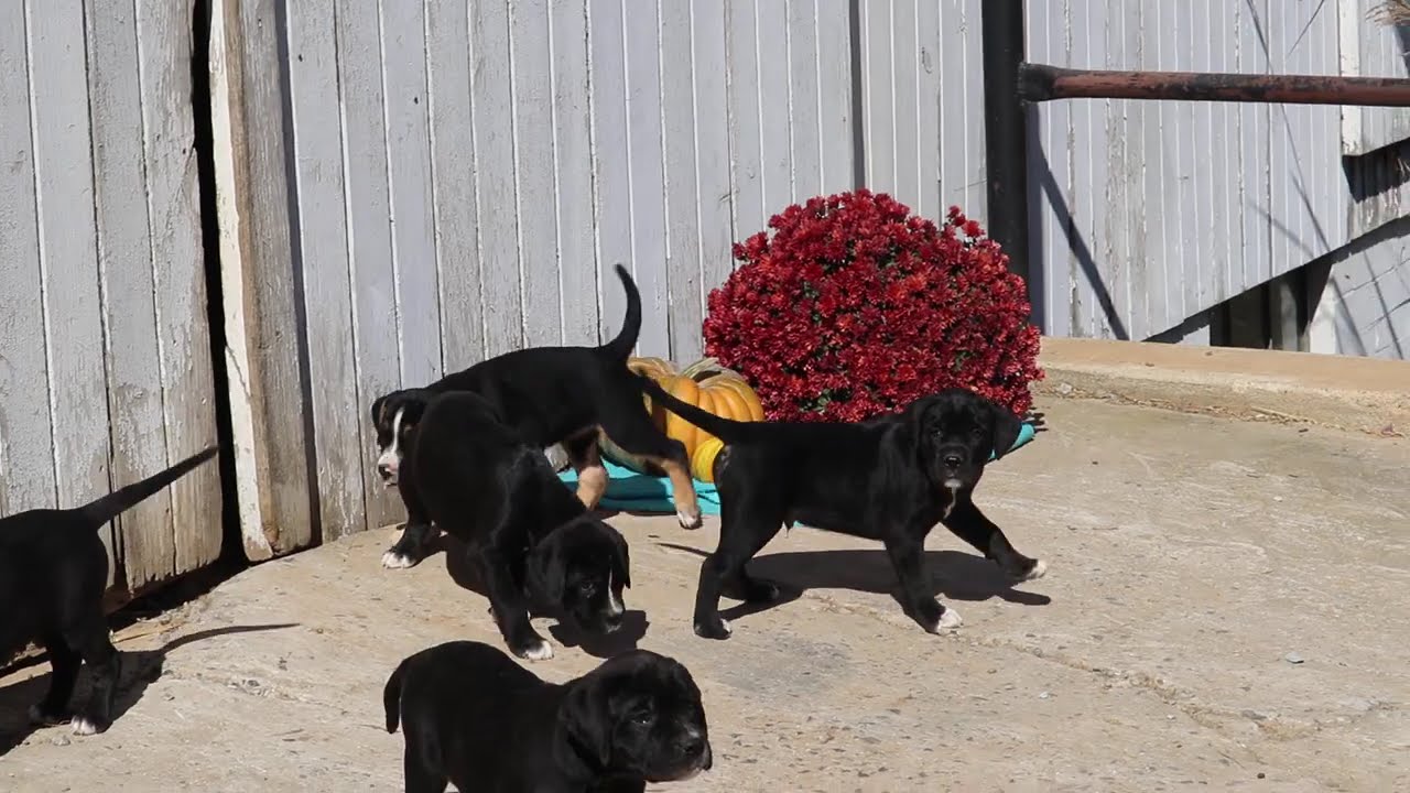 Boxador Puppies For Sale