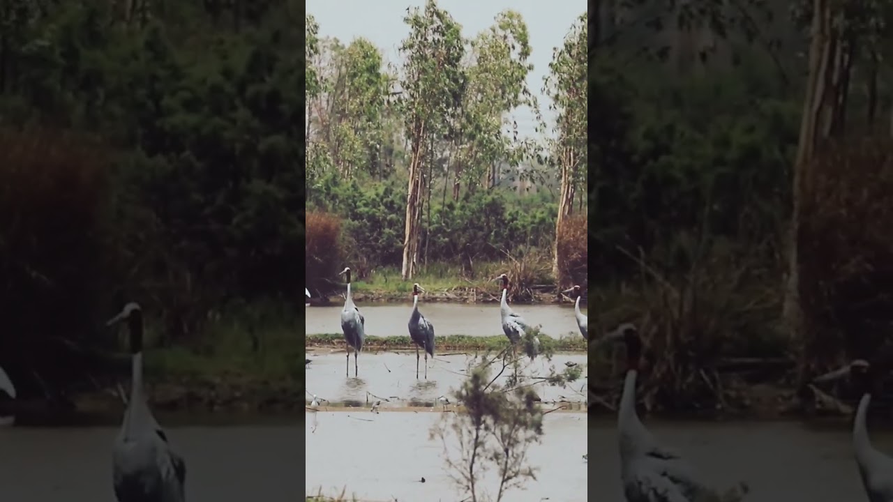 Sarus Cranes 😊 #shorts