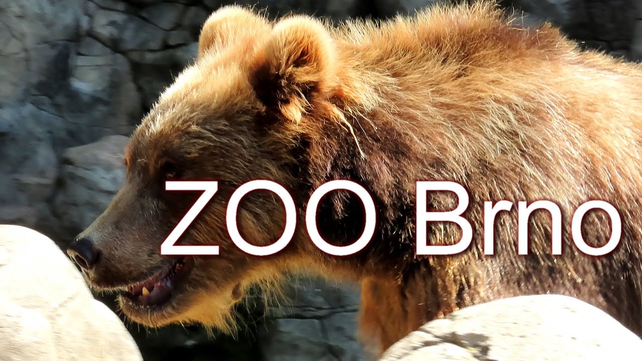 1478. Medvěd kamčatský, Kamchatka Brown Bear, Kamtsjatkabeer, Niedźwiedź kamczacki