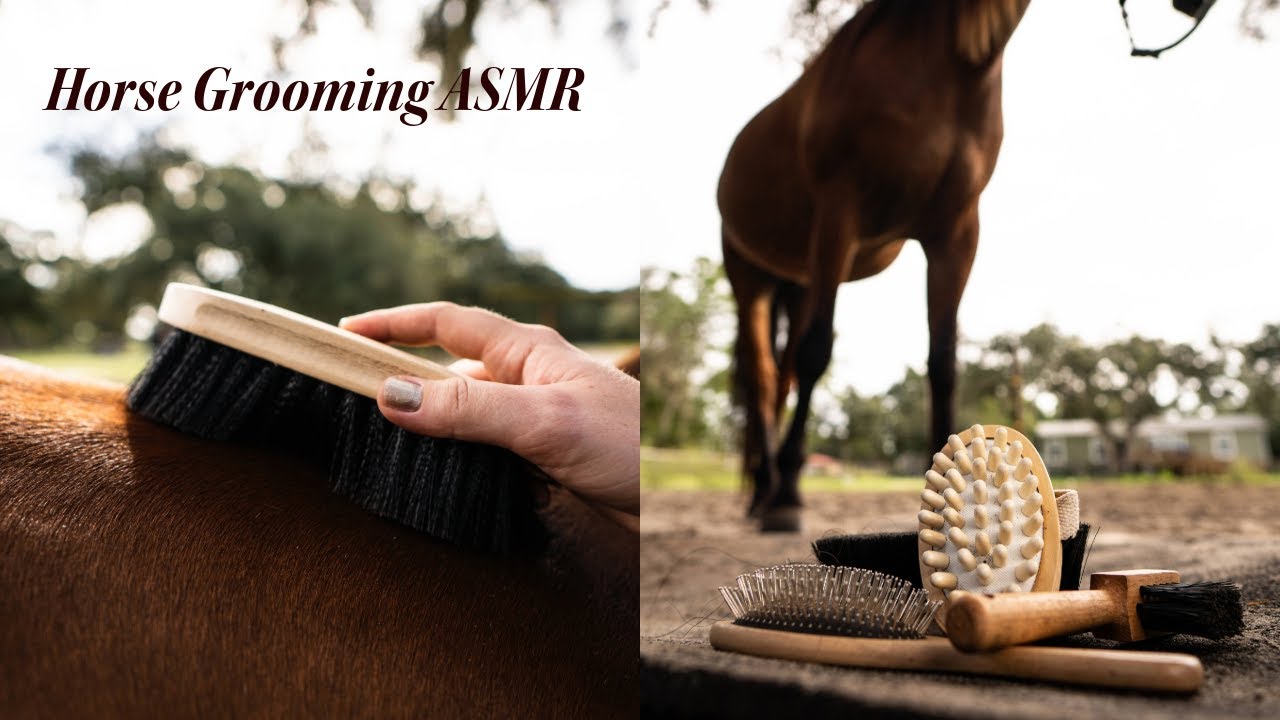 Horse Grooming ASMR (25 minutes of peaceful horse grooming and general farm sounds)
