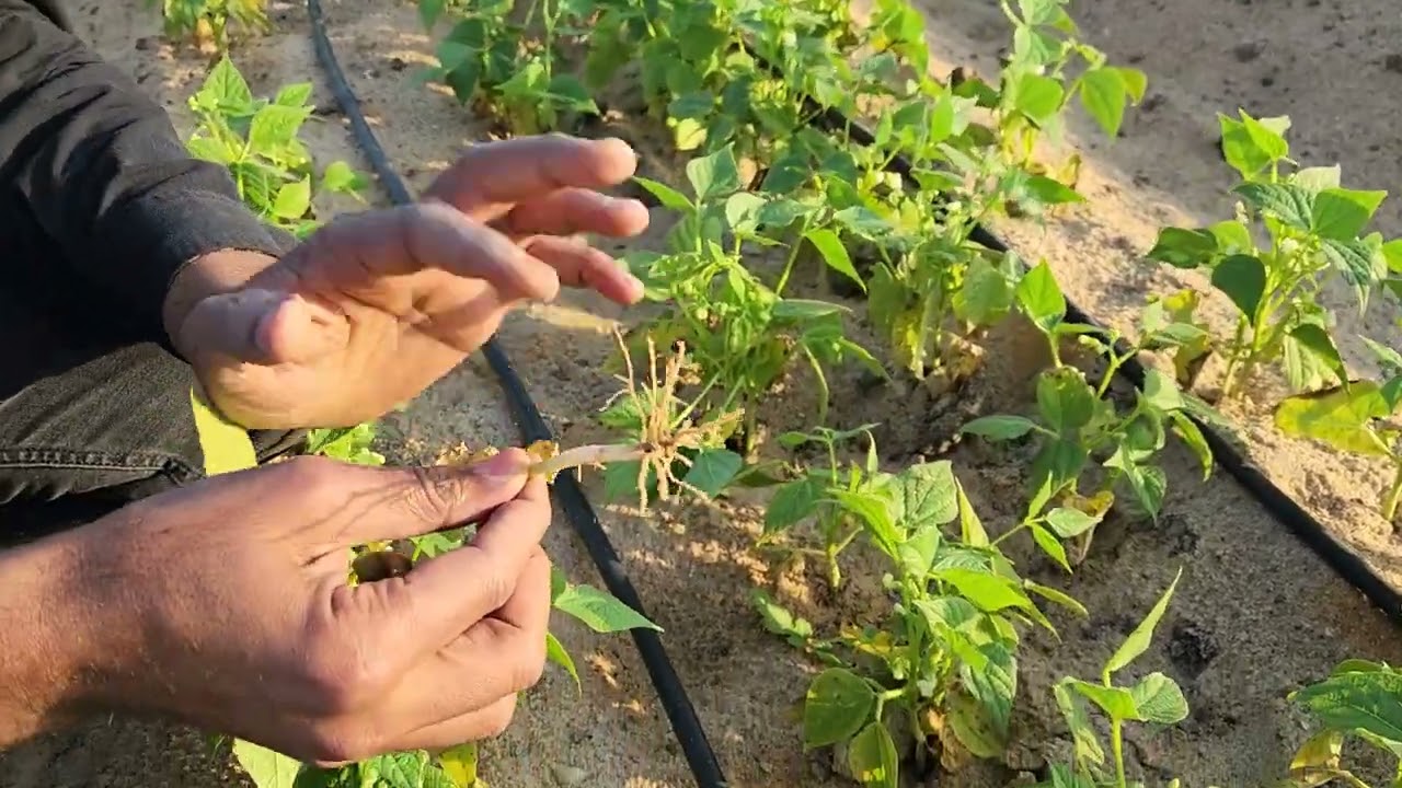 زراعة الفاصوليا المشاكل والحلول