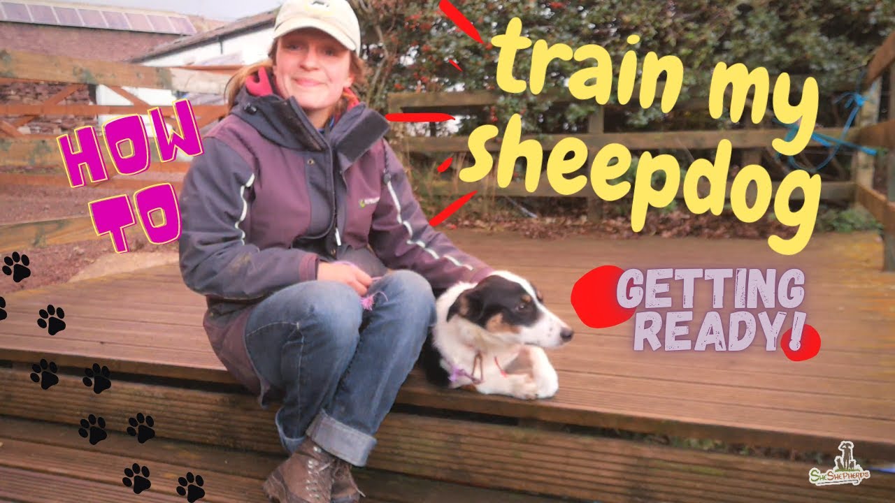 - How to-  Train my sheepdog 