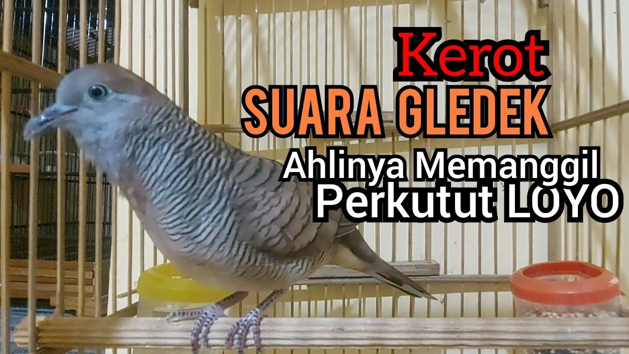 Perkutut lokal gacor KEROT suara Besar GLEDEK ahlinya untuk pancingan perkutut LOYO jadi BUNYI