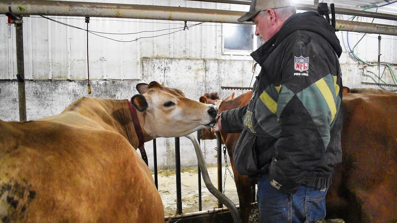 Farm chores on a cold, wintry afternoon
