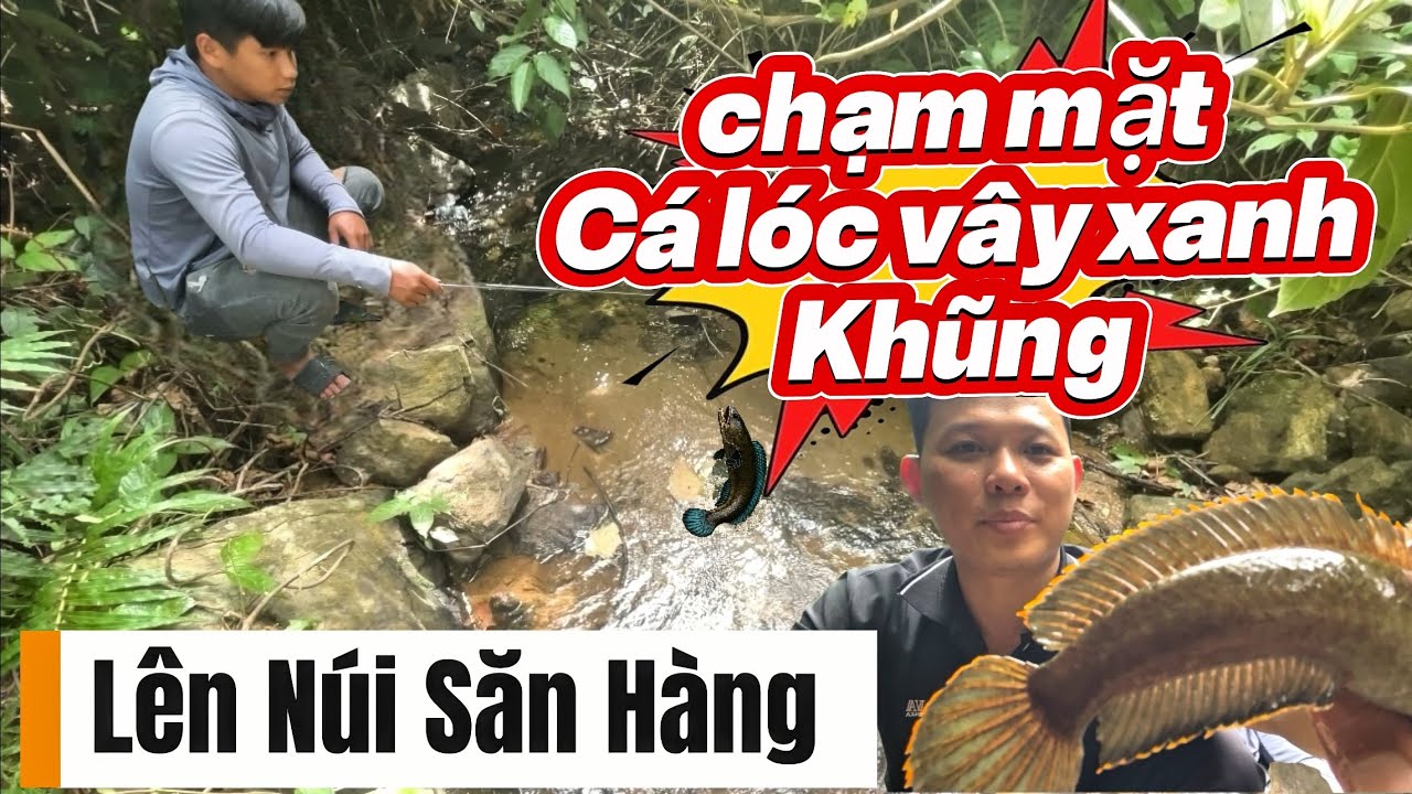 Săn Cá Lóc Vây Xanh Giữa Núi Rừng #rừngnúi #câucálóctâynguyên #fish #fishing #travel