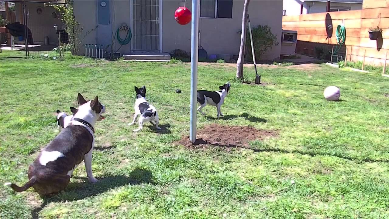 Rat Terriers Playing Tether Ball