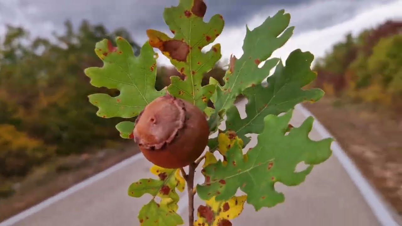 Modrino selo Dalmacija, jesenja avantura u prirodi - 100% nature