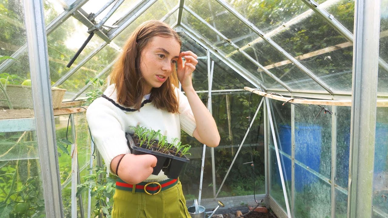 What vegetables I'm growing In August