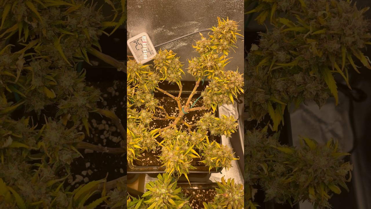 Moby Dick - Barneys Farm 🌱💚