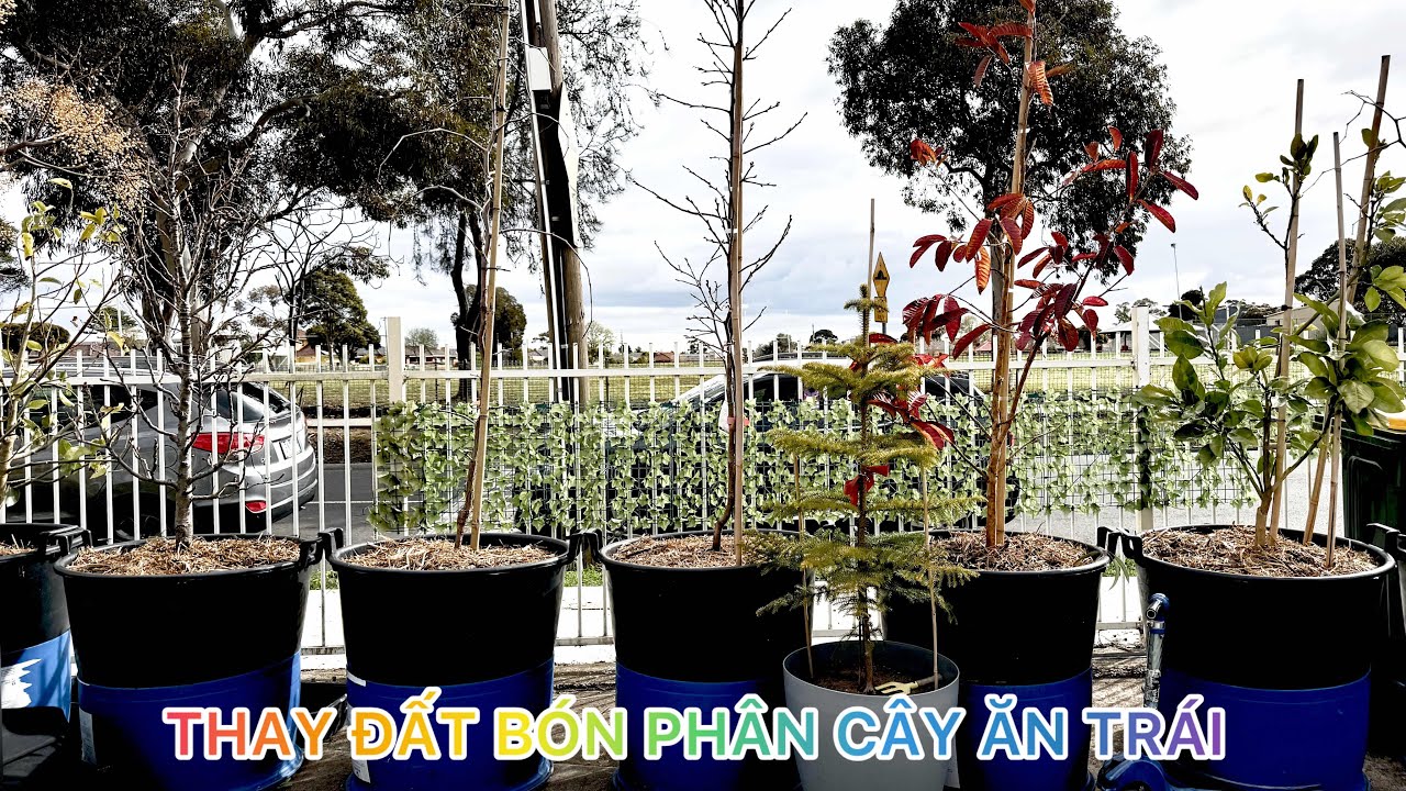 THAY ĐẤT BÓN PHÂN TRỒNG CÂY TRONG CHẬU