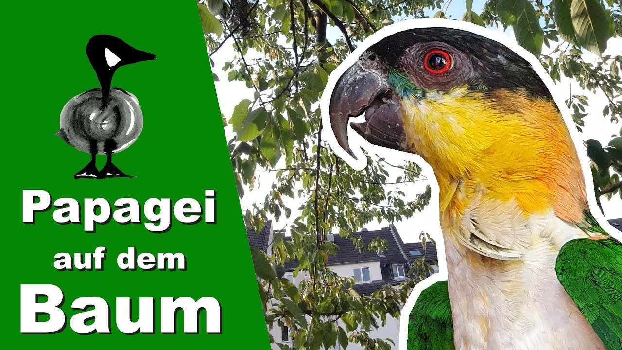 Papagei auf dem Baum - Tiernotruf #265