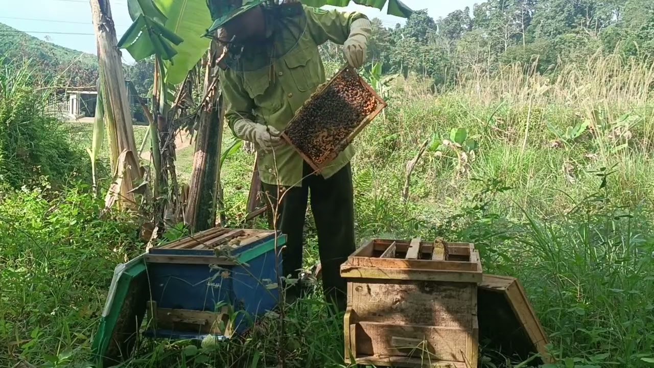 Ba cách nuôi ong vào mùa vụ hiệu quả 