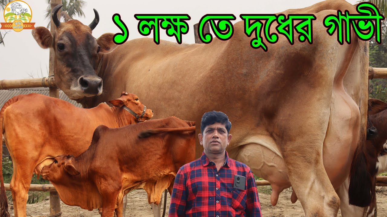 মাত্র ১ লক্ষ টাকায় বাচ্চাসহ ১০ লিটার দুধের গাভী । ব্রাহামা বাচ্চাসহ উলবাড়ী জার্সি একেবারে পানির দাম