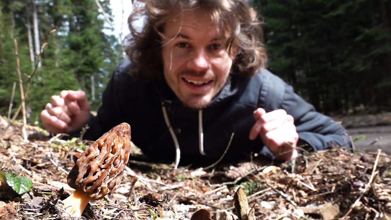 Die ersten Spitzmorcheln sind da! - Pilze und Wildkräuter Sammeln im Frühling