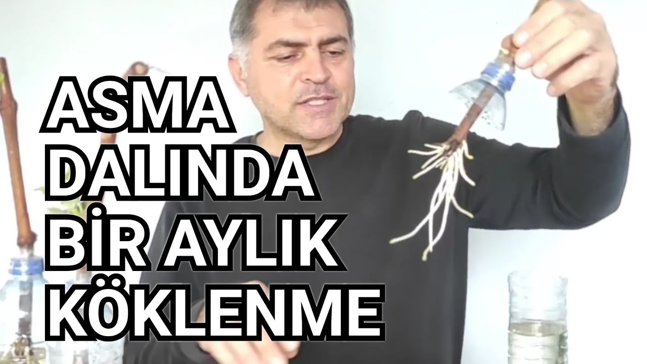 Asma Dalında Bir Ayda İnanılmaz Köklenme