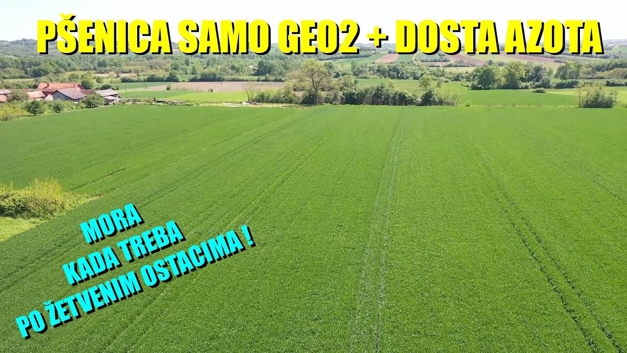 GEO2 u pšenici - četvrtu GODINU - ne može BEZ AZOTA I MORA DA SE BACI KAD TREBA-po žetvenim ostacima