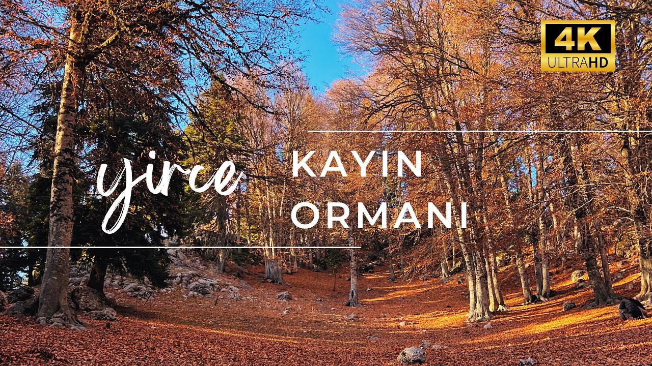 Sonbaharda Yirce Kayın Ormanları: Renk C&uuml;mb&uuml;ş&uuml; ve Muhteşem Manzaralar! 🍁