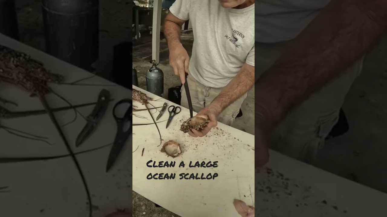 Cleaning a large scallop #fishing #spearfishing #reef #florida #neverenoughdiving #scallops #scuba