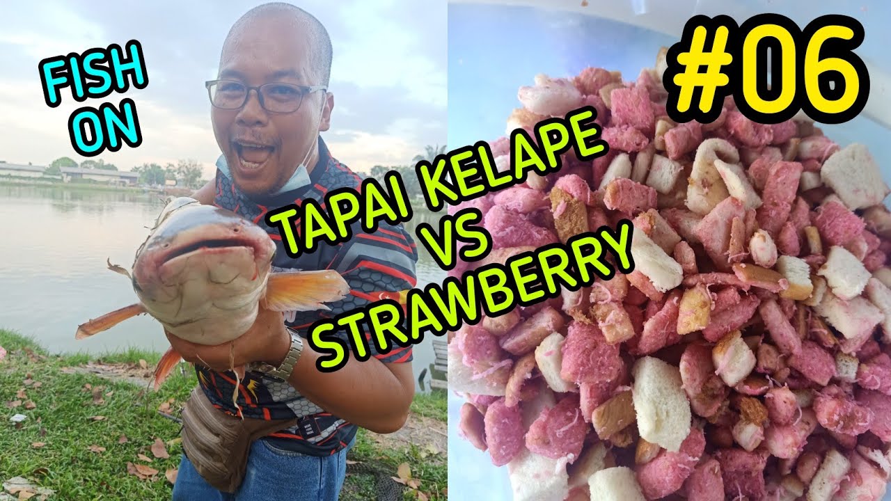 UMPAN POWER TAPAI KELAPE + STRAWBERRY+ ROTI UNTUK LAYAN PATIN #wakjas #UMPANPOWER #PATIN #CHOAPRAYA