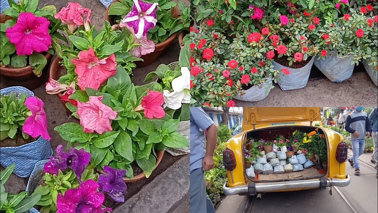 Bagbazar Sakher Hat / Tala Hat Visit & Prices Of Winter Season Flower Saplings || Biggest In Kolkata