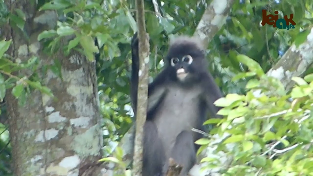 dusky leaf monkey lottong celak