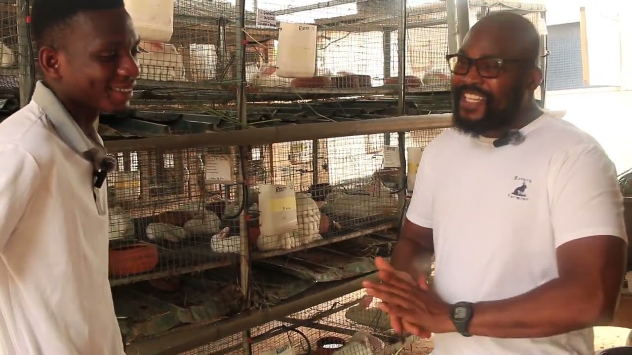 Innovation and modern rabbit farming techniques || @RABBITOFARMINO