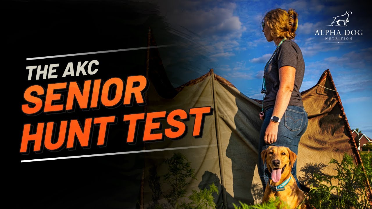 The AKC Senior Hunt Test Explained
