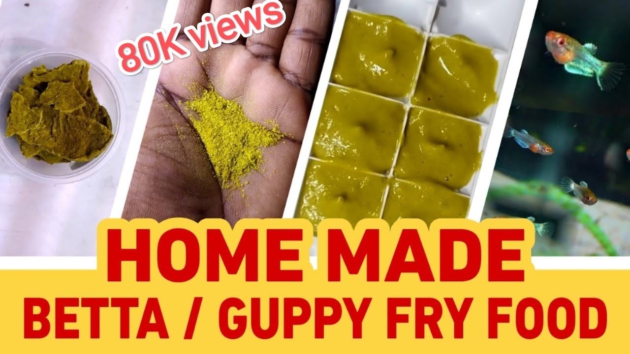 Homemade Food For Betta & Guppy Fry | English Subtitles | Bubbles Aqua Coimbatore