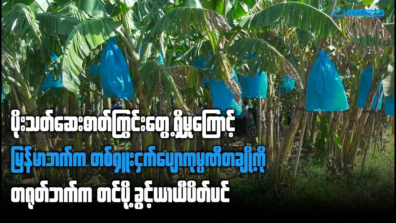 ပိုးသတ်ဆေးဓာတ်ကြွင်းတွေ့ရှိမှုကြောင့် မြန်မာတစ်ရှူးငှက်ပျောကုမ္ပဏီတချို့ကို တရုတ် ပိတ်ပင်