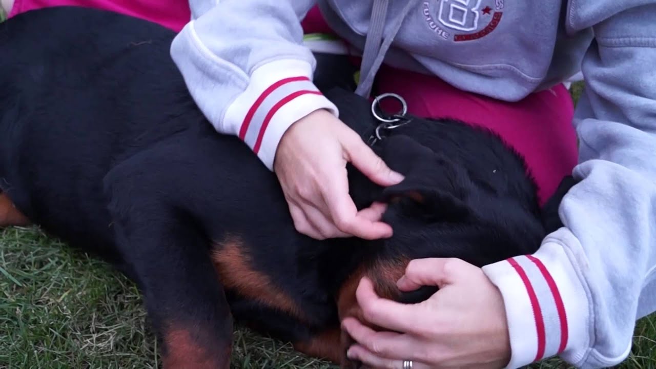 Guaranteed best method for Rottweiler Ear Taping