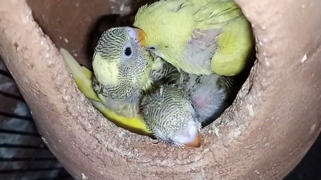 Baby Budgies Growth Stages From Day 1 To 30 Day | 30 Days of Budgie Babies Growth Time lapse