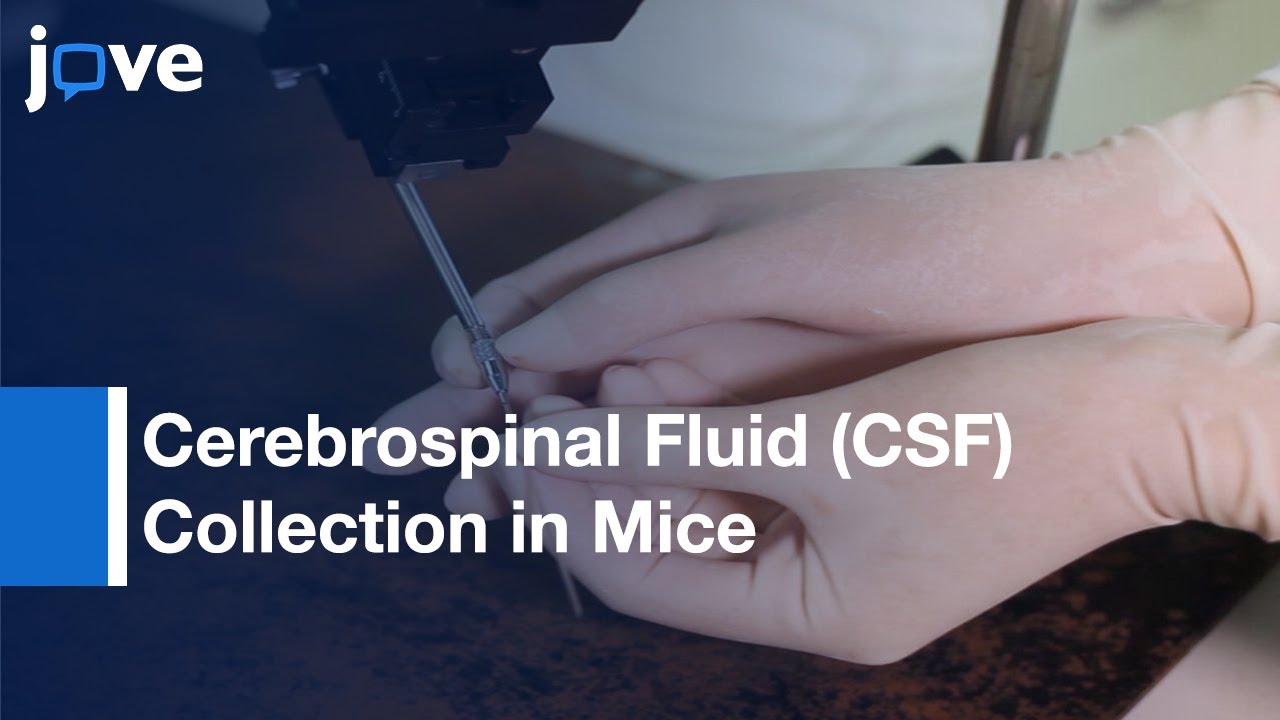 Cerebrospinal Fluid CSF Collection in Mice