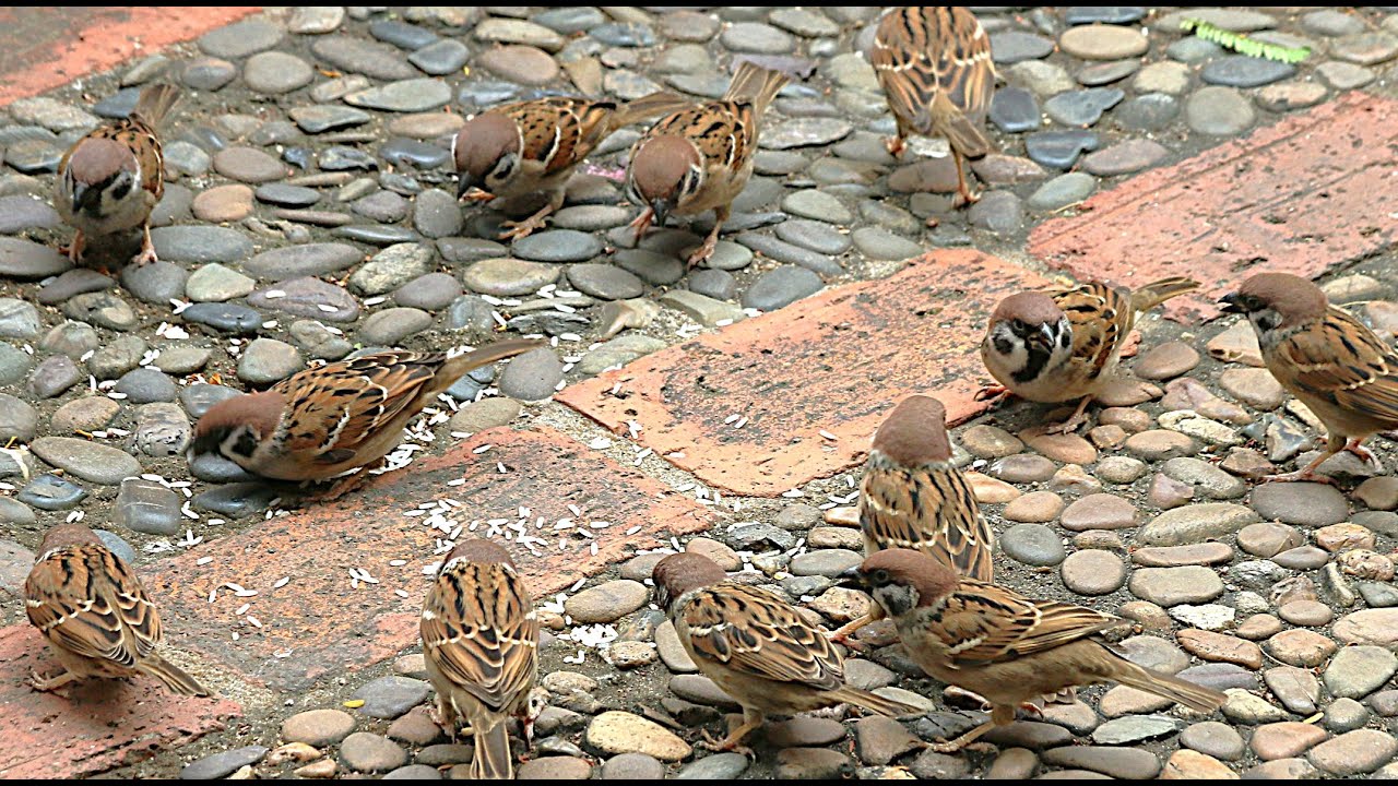 Sparrows during winter